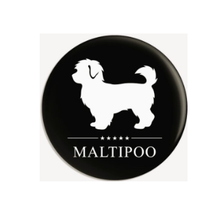 Thompson  Maltipoo Family